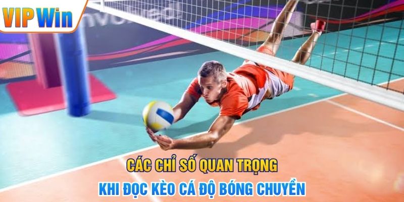 Các chỉ số quan trọng khi đọc kèo cá độ bóng chuyền